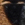 коричнево-чорний - Жіночі замшеві кросівки з тваринним принтом - 97-D-101-4