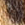 коричневий - Сумка зі вставкою з тваринним мотивом - 93-4Y-511-5L